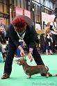 Crufts2011_2 1566